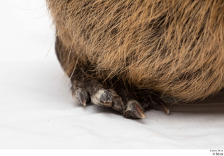 Nutria foot 0018.jpg